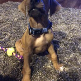 Rhodesian Ridgeback All Grown Up from RR Ridgebacks