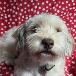 Mocha or Mochi - Havanese