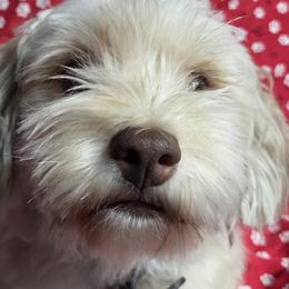 Mocha or Mochi - Havanese