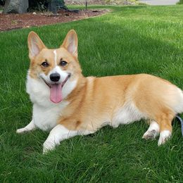 Pembroke Welsh Corgi Puppies from Outlands Corgis