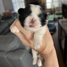 Girl 1 - Black and white female Shih Tzu puppy in Dallas, Texas from Almost Heaven Shih Tzu