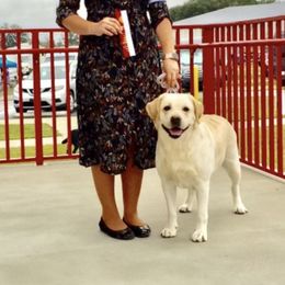 Labrador Retrievers from Lucky Penny Labrador Retrievers