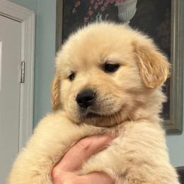 Honey Bun - Golden male Golden Retriever puppy in Saint Pauls, North Carolina from Copperfield’s Goldens
