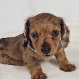 Orchid - Dapple female Dachshund puppy in Sacramento, California from MiniDoxPups