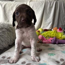 Girl 1 - White and liver female German Shorthaired Pointer puppy in Troy, North Carolina from Uwharrie GSP