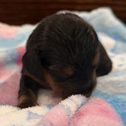 Starbuck - Black and tan male Dachshund puppy in Wesley Chapel, Florida from Russell Lee Overton