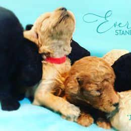 Poodle Puppies from Evermore Standard Poodles