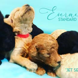 Poodle Puppies from Evermore Standard Poodles