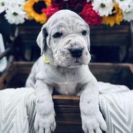Yellow Collar, Blue Merle - Merle male Great Dane puppy in Loma, Colorado from Adobe Creek Danes