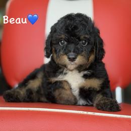 Beau - Black phantom male Aussiedoodle puppy in Lancaster, Minnesota from Finney Ranch