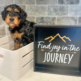 Archie - Phantom male Bernedoodle puppy in Lake Charles, Louisiana from Journey Doodles