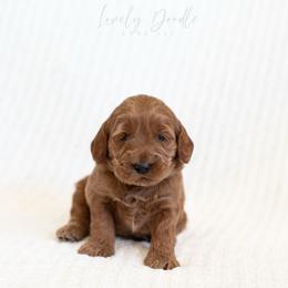 Purple Collar Girl - Red female Australian Labradoodle puppy in Thousand Oaks, California from Lovely Doodle Lane