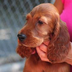 Irish Setters from Wicklow Irish Setters