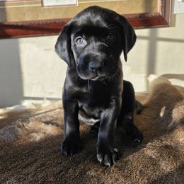 Girl 3 - Black female Labrador Retriever puppy in Lenore, Idaho from Sunny Skies Retrievers