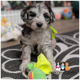 LIV-F1b-OFA-Genetics-Microchip-2 Year warranty-Sweetest little girl. - Merle female Goldendoodle puppy in Jeddo, Michigan from Apple Creek Doodles