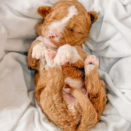Bowie - Red  male Goldendoodle puppy in Iola, Texas from Supreme Doodles of Texas