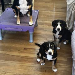 Entlebucher Mountain Dog Puppies from Ironclad