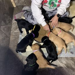 Labrador Retriever Puppies from Bayside Labradors