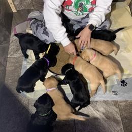 Labrador Retriever Puppies from Bayside Labradors