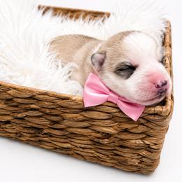 Zara - Gray and white female Siberian Husky puppy in Elmwood Park, Illinois from HuskiesWithFinesse