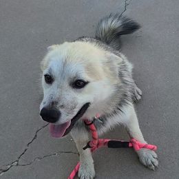 Poppy - Wolf sable female Pomsky puppy in Weir, Texas from Bluebonnet Pomskies