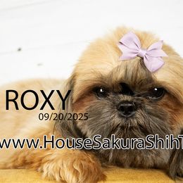 Roxy - Gold female Shih Tzu puppy in Muskogee, Oklahoma from House Sakura Shih Tzu