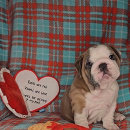 Bulldog Puppies from Illinois Bullies Kennel