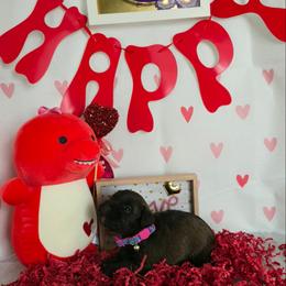Penny - Liver female Miniature Schnauzer puppy in Hyattsville, Maryland from Amaya Lara Schnauzers
