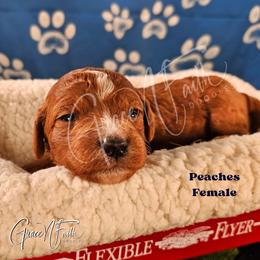 Peaches - Red  female Goldendoodle puppy in Peyton, Colorado from Grace N Faith Doodles