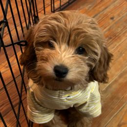 Jubilee - Red  female Goldendoodle puppy in Lillington, North Carolina from Peace, Love, and Puppies at the Creek