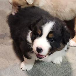 Nova ''Robin'' - Black tri-color female Australian Shepherd puppy in Athens, Tennessee from Mimi's Aussie