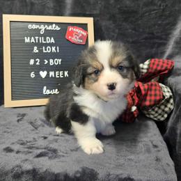 2 - green collar boy - Black and tan male Pembroke Welsh Corgi puppy in Harrisburg, Illinois from Parish Corgis