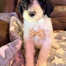 Comet - with training - Tri-color male Bernedoodle puppy in Boonville, North Carolina from Doods & Dolls