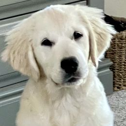 Golden Retriever Puppies from Suzy’s Golden Girls