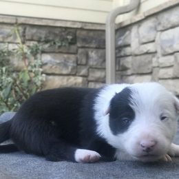 Border Collie Puppies from Simcoe Foothills Farm