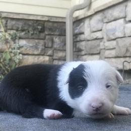 Border Collie Puppies from Simcoe Foothills Farm