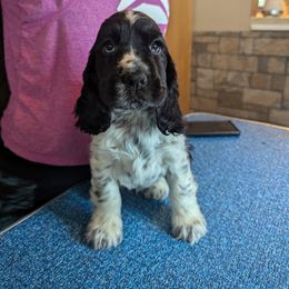 English Cocker Spaniel Puppies from Underwood's English Cocker Spaniels