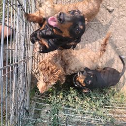 Dachshund All Grown Up from Dawny's doggies