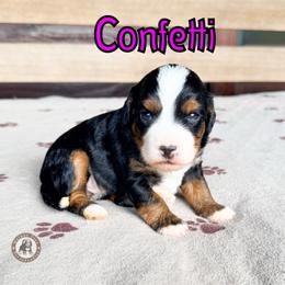 Confetti - Tri-color female Bernedoodle puppy in Banner Elk, North Carolina from Walnut Tree Bernedoodles