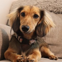 Sadie - Dachshund