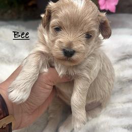 Bee - Cream female Maltipoo puppy in Traverse City, Michigan from Riyem Wildflower Farms