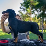 Grey Girl - Black and rust female Beauceron puppy in Henderson, Nevada from Joie de Vie Beaucerons