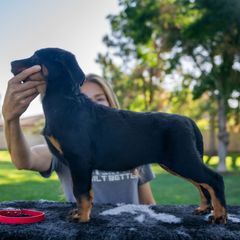 Grey Girl - Black and rust female Beauceron puppy in Henderson, Nevada from Joie de Vie Beaucerons
