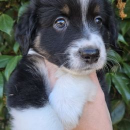 RANGER - Black tri male Miniature American Shepherd puppy in Santa Rosa, California from BennettValleyAussies