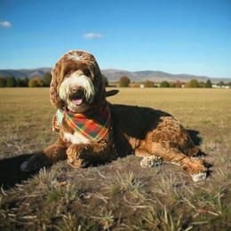 Maple - Goldendoodle