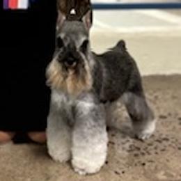 Emmy - Miniature Schnauzer