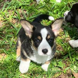 Little girl - Black and white female Cardigan Welsh Corgi puppy in Henderson, Texas from R&R Cardigan Corgis