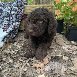 Labradoodle Puppies from Dotsie's Doodles