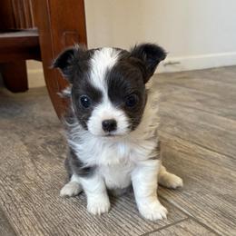 Charlotte - Blue and white female Chihuahua puppy in Menifee, California from Lane’s Little Long Coats
