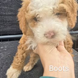 Boots - Parti male Goldendoodle puppy in Red Oak, Iowa from Fisher Pups-Stay Golden with a Doodle